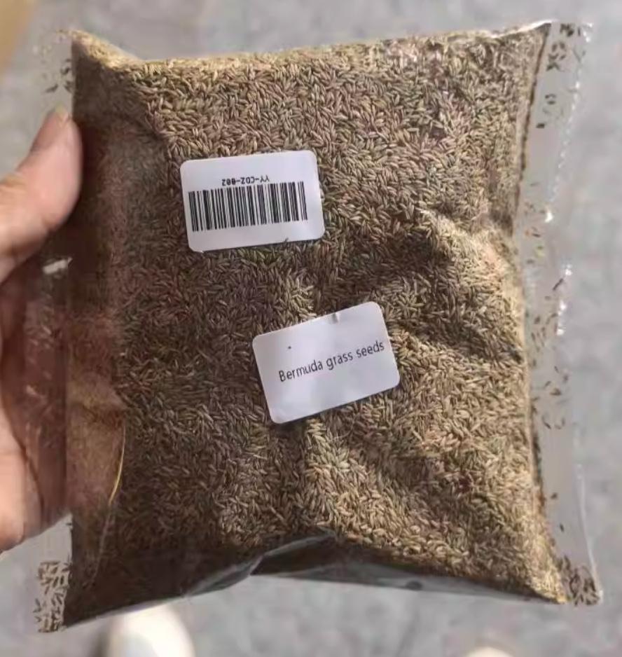 Grass seeds - 2